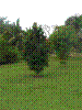 PAMPLE-004.JPG