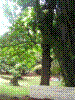 PAMPLE-010.JPG