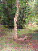 PAMPLE-012.JPG