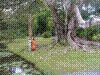 PAMPLE-015.JPG