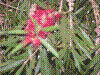 PAMPLE-019.JPG
