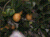 PAMPLE-043.JPG