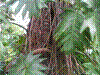 PAMPLE-046.JPG