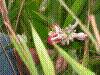 PAMPLE-047.JPG