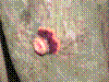 PAMPLE-050.JPG