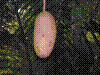 PAMPLE-051.JPG