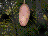 PAMPLE-052.JPG