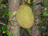 PAMPLE-066.JPG
