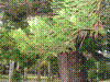 PAMPLE-069.JPG