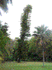 PAMPLE-075.JPG