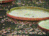 PAMPLE-077.JPG