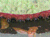 PAMPLE-078.JPG
