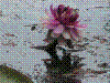 PAMPLE-079.JPG
