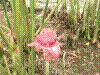 PAMPLE-088.JPG