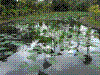 PAMPLE-092.JPG