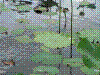 PAMPLE-097.JPG