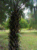 PAMPLE-105.JPG