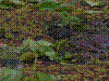 PAMPLE-120.JPG