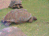 PAMPLE-121.JPG
