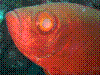 IMAGE0007.JPG