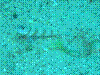 IMAGE0016.JPG