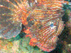 IMAGE0032.JPG