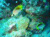 IMAGE0038.JPG